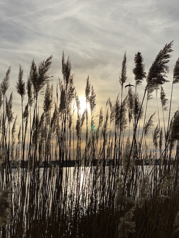 Reeds by a River
